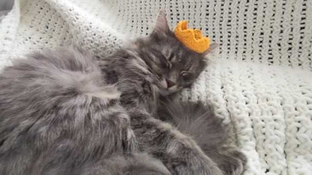 Красивый взрослый серый кот спит в желтой вязаной короне на руке сделал клетку близко
 - Кадры, видео