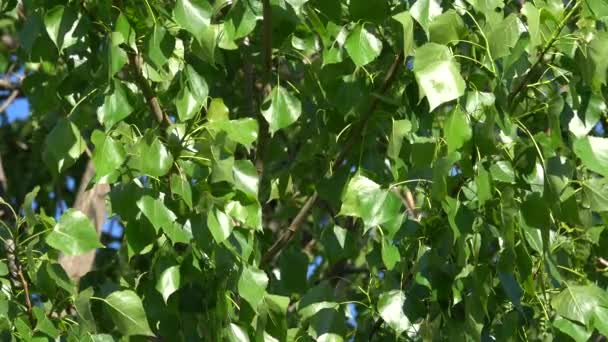 Las ramas con hojas de álamos - Metraje, vídeo