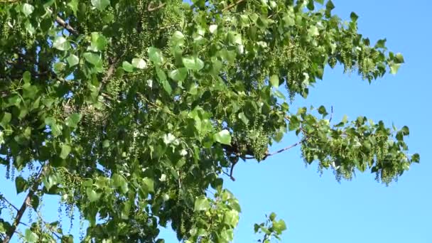 Kavak yapraklı dallar - Video, Çekim