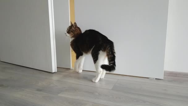 Kot otwiera drzwi przesuwne i wchodzi do kuchni - Materiał filmowy, wideo
