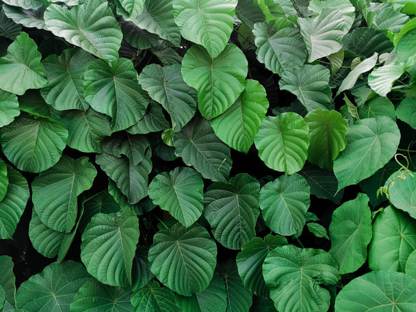 Natur-Ansicht der dunkelgrünen tropischen Blätter für Hintergrund und Tapete im Park. Natürliche grüne Pflanzenlandschaft - Foto, Bild