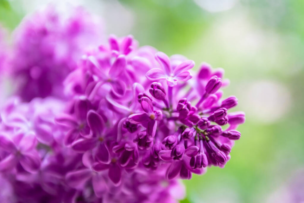 Fleur de lilas pourpre sur un fond vert flou
 - Photo, image
