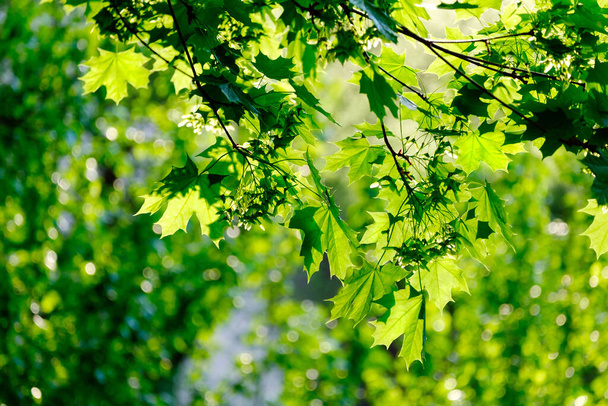 Frisches grünes Ahornblatt im Frühling im Wald Nahaufnahme. - Foto, Bild
