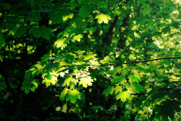 Folhagem de bordo verde fresco na primavera no close-up da floresta
. - Foto, Imagem