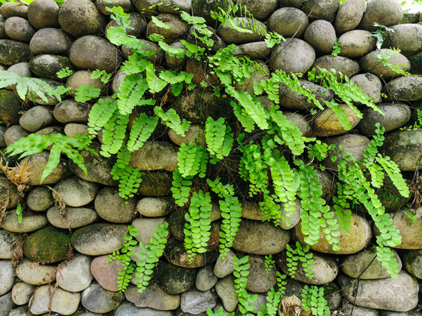Plantas verdes que crecen en las grietas de las paredes de piedra. Helecho Maidenhair fresco y paredes de piedra en el jardín
 - Foto, Imagen