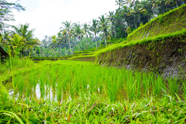 Terrazas de campo de arroz - Φωτογραφία, εικόνα