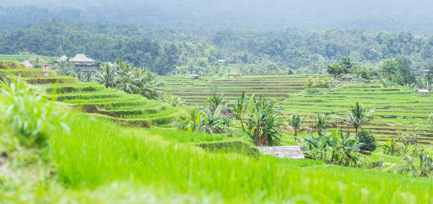 Terrazas de campos de arroz - Foto, Imagen