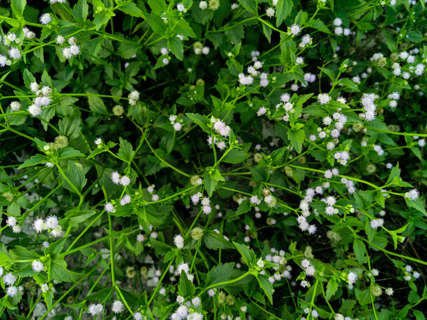 Widok na przyrodę roślin Ageratum conyzoides tła i tapety. Naturalny zielony krajobraz roślin z pięknymi białymi kwiatami - Zdjęcie, obraz
