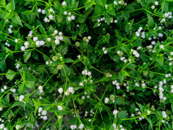 Natur-Ansicht von Ageratum conyzoides Pflanzen für Hintergrund und Tapete. Natürliche grüne Pflanzenlandschaft mit schönen weißen Blüten - Foto, Bild