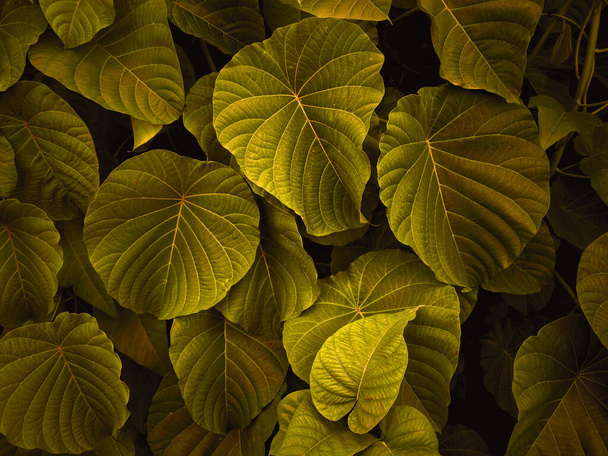 Vista de la naturaleza de las hojas verdes en un lugar oscuro con poca luz para el fondo y el papel pintado
 - Foto, imagen