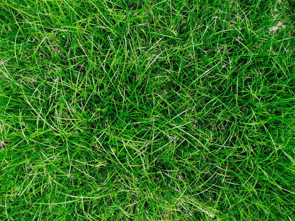 Natuurweergave van weelderig groen gras voor achtergrond en behang. Natuurgroen plantenlandschap - Foto, afbeelding