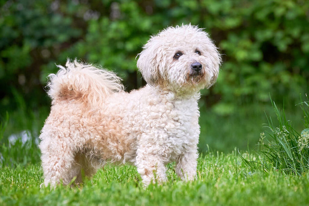 Bichon frise, güzel beyaz köpek  - Fotoğraf, Görsel