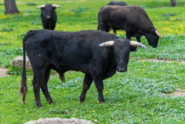 Pastos para toros reproductores en semi-libertad
 - Foto, Imagen