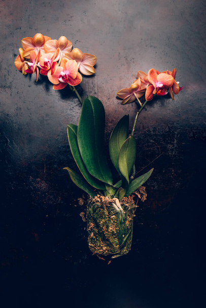 Turuncu Phalaenopsis Orkide Bitkisi - Fotoğraf, Görsel