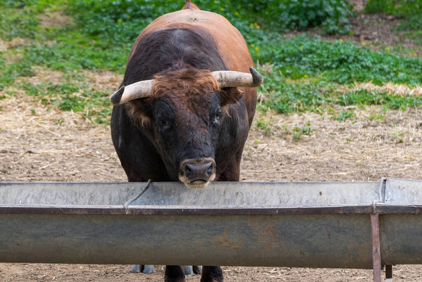 Pastagem de touros reprodutores em semi-liberdade
 - Foto, Imagem