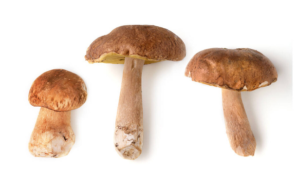 гриби, свіжі білі гриби на фоні
 - Фото, зображення