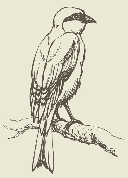 Vector drawing of a series "Birds". Lanius, typical shrike - Vector, Image