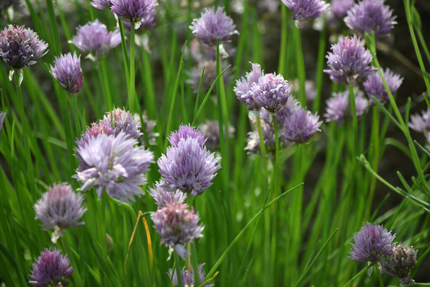 Chives during flowering in the vegetable garden. - Photo, Image