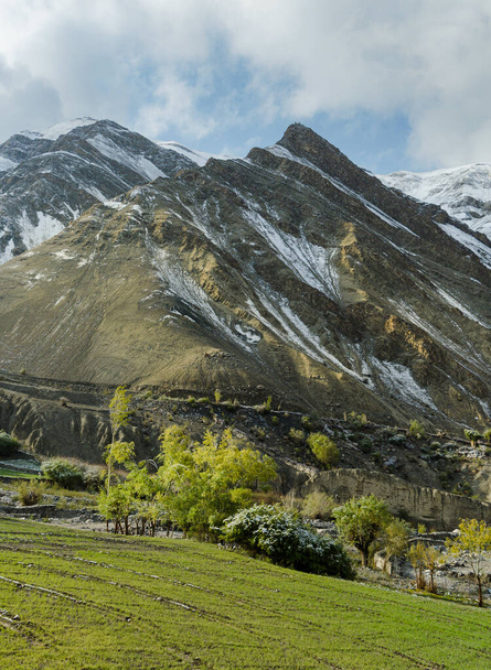 Shan vallei landbouwgroen gebied met akkers, populieren en gebouwen in besneeuwde Himalaya bergketen, Ang, Ladakh, India - Foto, afbeelding