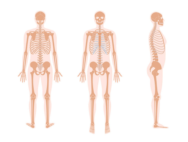 Hombre humano esqueleto anatomía
 - Vector, imagen