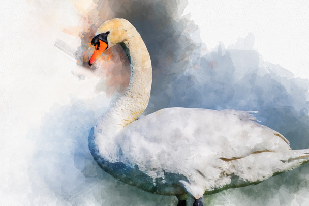 Illustration aquarelle d'un cygne blanc sur fond blanc. Illustration d'oiseau
. - Photo, image