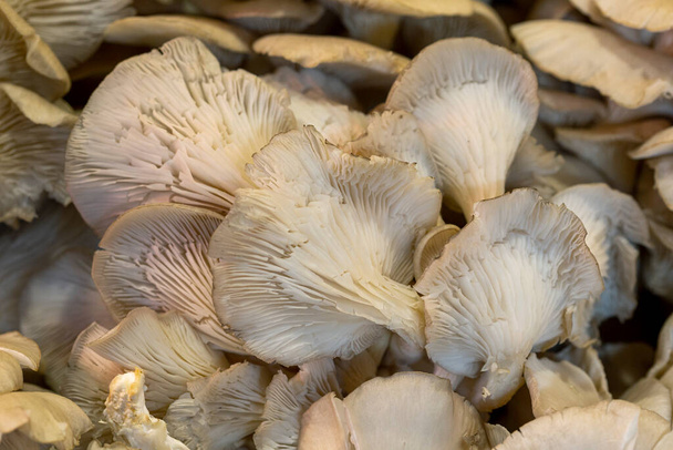 Ostras e cogumelos rei ostra
 - Foto, Imagem
