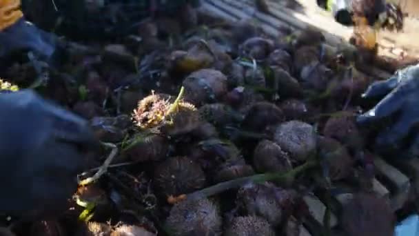 Sea urchin fishing. boxes with seafood on the deck. 20160131091140 142 1 - Footage, Video