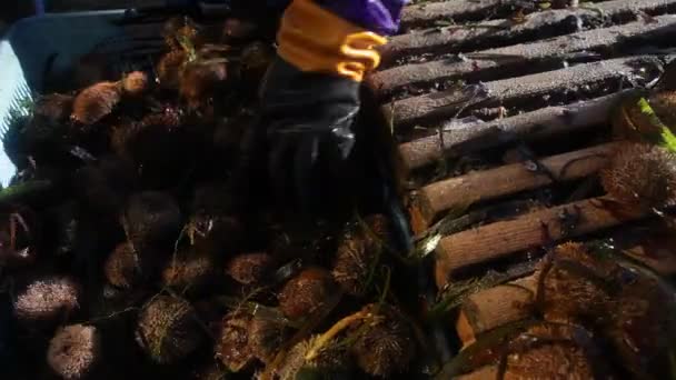 Sea urchin fishing. boxes with seafood on the deck. 20160131091210 148 1 - Footage, Video