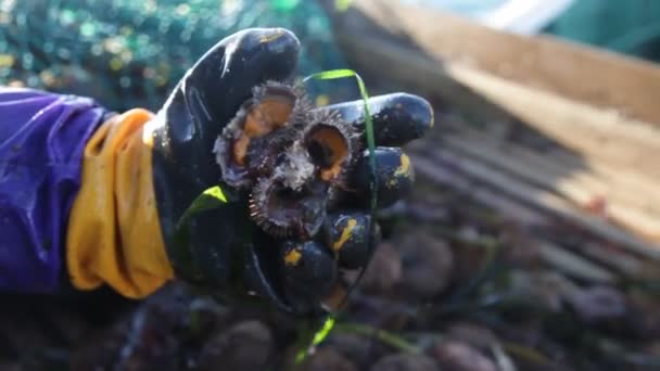 Pesca de ouriço-do-mar. caixas com frutos do mar no convés. 20160131091132 141 1
 - Filmagem, Vídeo