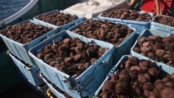 Pesca de ouriço-do-mar. caixas com frutos do mar no convés. 20160131091558 181 1
 - Filmagem, Vídeo