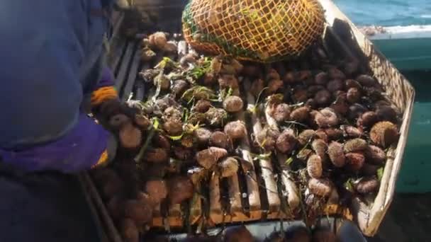 Seeigelfischerei. Kisten mit Meeresfrüchten auf dem Deck. 20160131091702 189 1 - Filmmaterial, Video