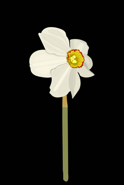 bílé narcisy květiny na černém pozadí. Eps 10 vektorový stock ilustrace - Vektor, obrázek