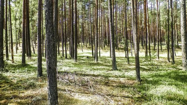 Paesaggio della foresta di Tuchola, Kashubia meridionale, Polonia. Natura estiva e concetto di viaggio
. - Foto, immagini
