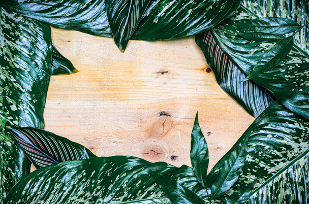 molte foglie di Araceae su fondo di legno con spazio su sfondo centrale, astratto
 - Foto, immagini