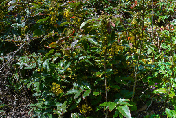 Les fruits bleus mûrs de la Mahonia (Berberis aquifolium) pendent sur une petite branche. - Photo, image