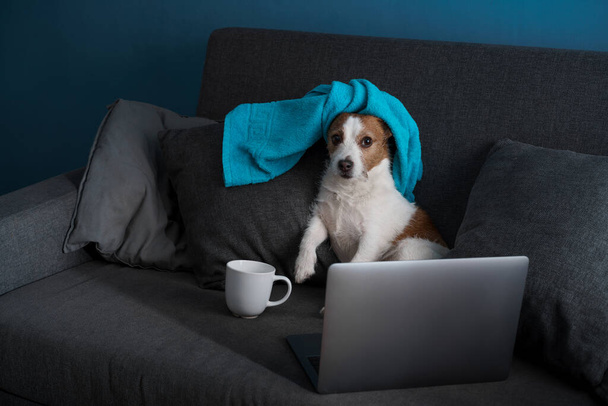 A dog sitting on a couch. Jack Russell Terrier with a laptop. Work at home, isolation, save - Foto, Imagem