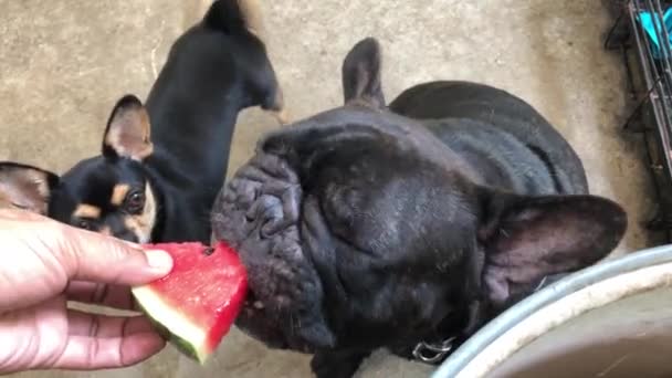 Adorable French bulldog and Chihuahua dog eating fresh watermelon, chilled fruit for cool down,cute dog. - Кадри, відео