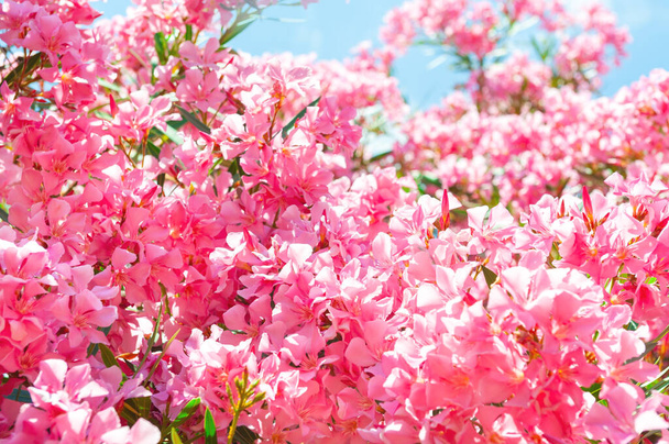 Ανθισμένα ροζ λουλούδια στον γαλάζιο ουρανό. Μακρο-εικόνα, επιλεκτική εστίαση. Όμορφη καλοκαιρινή φύση φόντο. - Φωτογραφία, εικόνα