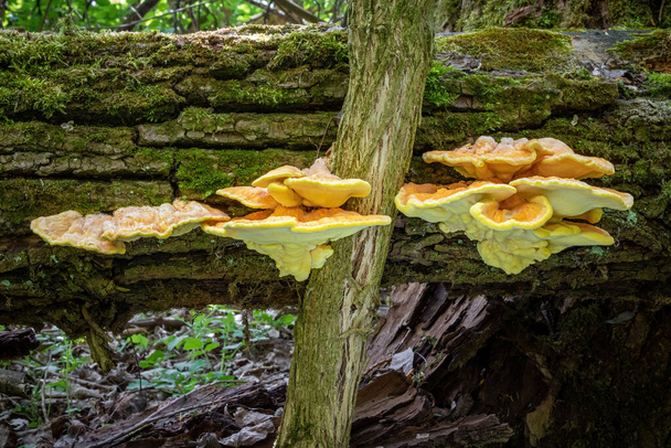 Syötävä sieni Laetiporus rikkirapu, joka tunnetaan yleisesti metsärapuina, rikkipolyporeina tai kanana puunrungossa - Tsekin tasavalta, Eurooppa - Valokuva, kuva