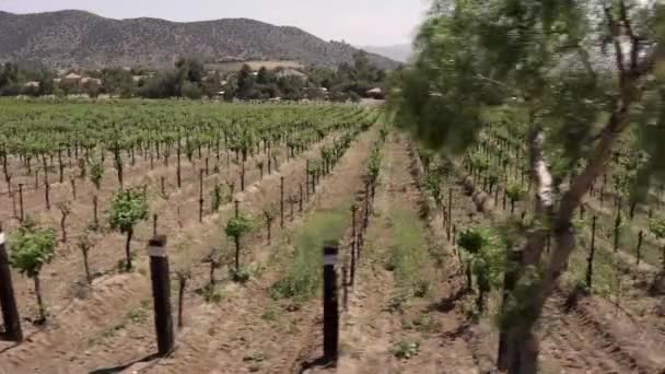 Aerial of Vineyard, linhas de plantas de uva no campo de adega californiano no dia ensolarado
 - Filmagem, Vídeo