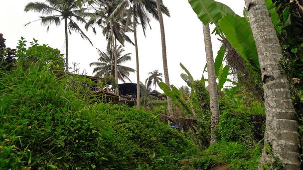 Bali 'nin ubud köyündeki kırsal atmosfer çok serin. - Fotoğraf, Görsel