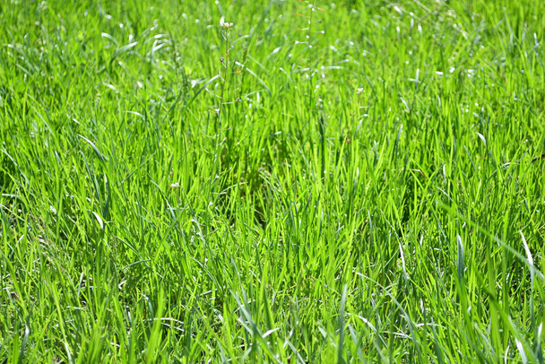 Fris groen gras achtergrond, natuur achtergrond, bloemmotief. - Foto, afbeelding