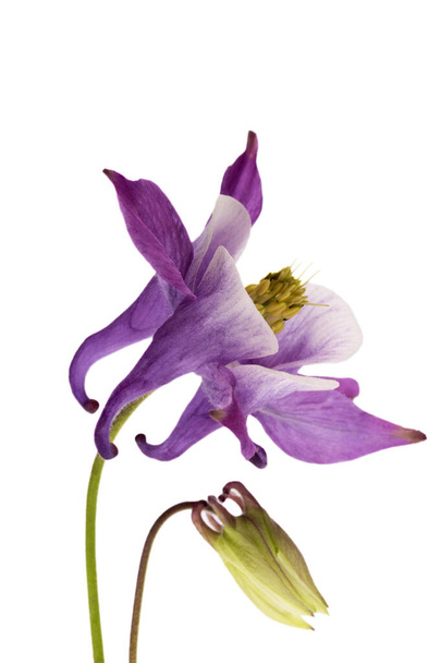Flower of Aquilegia vulgaris isolated on white background, close up - Photo, Image