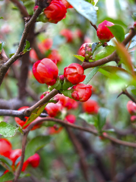 Japonês marmelo floresce vermelho no jardim
 - Foto, Imagem