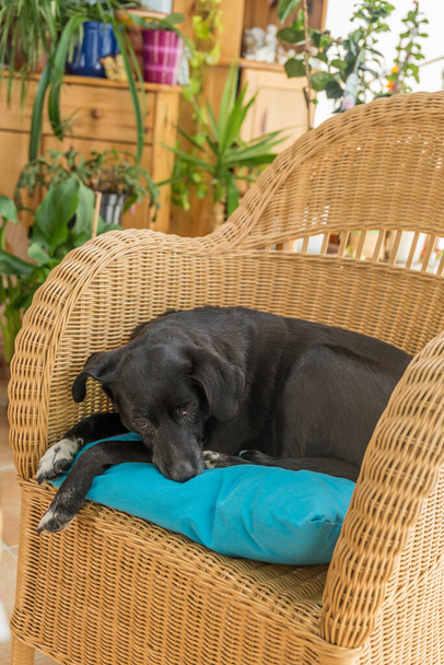 Siyah bir köpeğin en sevdiği yer ve yattığı yer - rahat rattan sandalyesi - Fotoğraf, Görsel