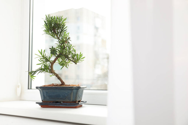Japanese bonsai plant on window sill. Creating zen atmosphere at home - 写真・画像