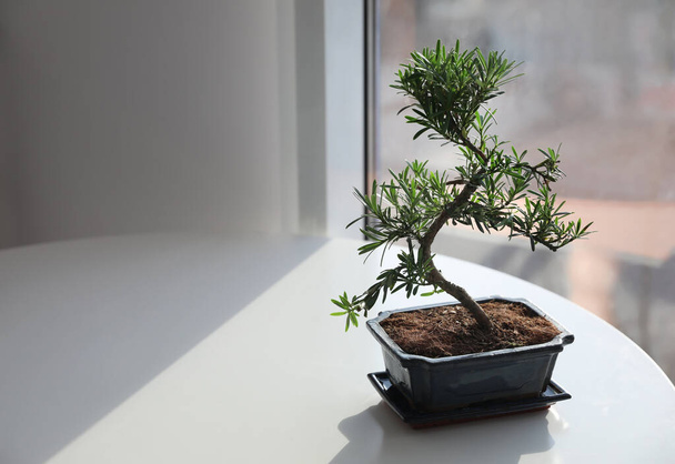 Japanese bonsai plant on light table indoors, space for text. Creating zen atmosphere at home - Fotografie, Obrázek
