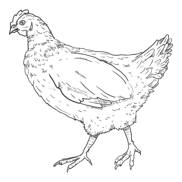 Vector Sketch Hen. Poultry Hand Drawn Illustration. - Vector, Image