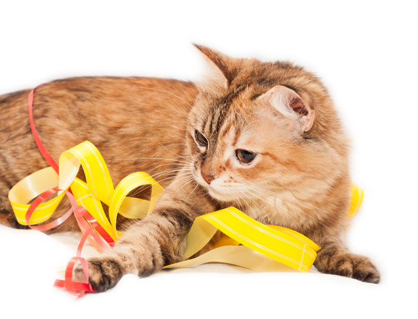 Cat and ribbons - Photo, Image