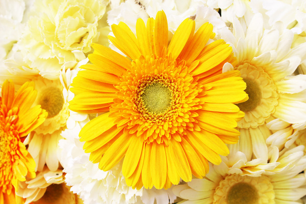 Gerbera daisy - Foto, afbeelding